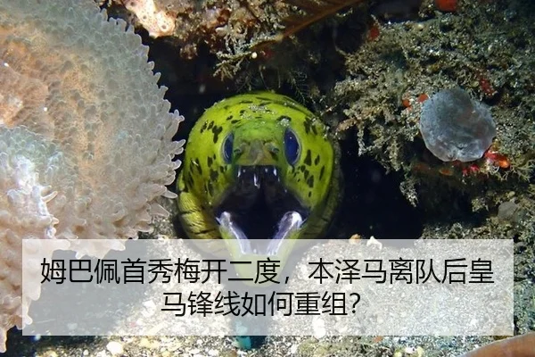 mu-ba-pei-shou-xiu-mei-kai-er-du-ben-ze-ma-li-dui-hou-huang-ma-feng-xian-ru-he-chong-zu-3-623.jpg